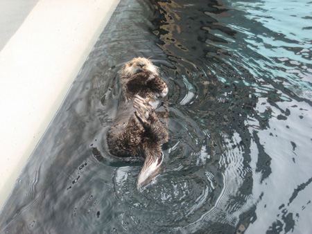 5-sealife2