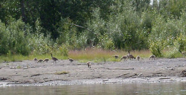 geese