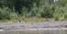 geese